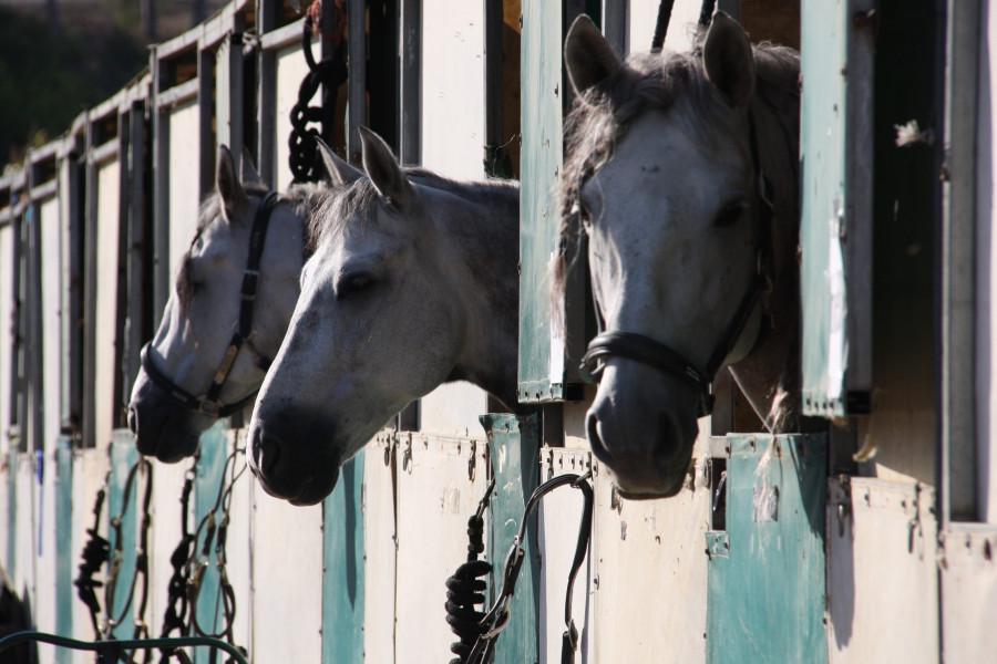 Civil liability of an equestrian club in a case of equine rhinopneumonitis