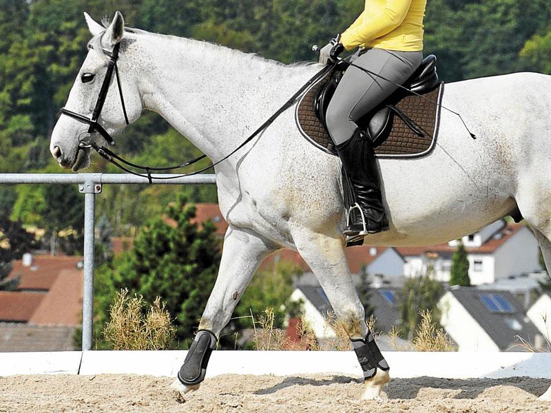 Responsabilidad en el caso de ceder un caballo para clases