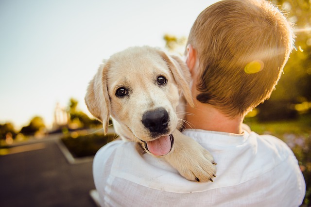 Everything you need to know about mandatory dog insurance